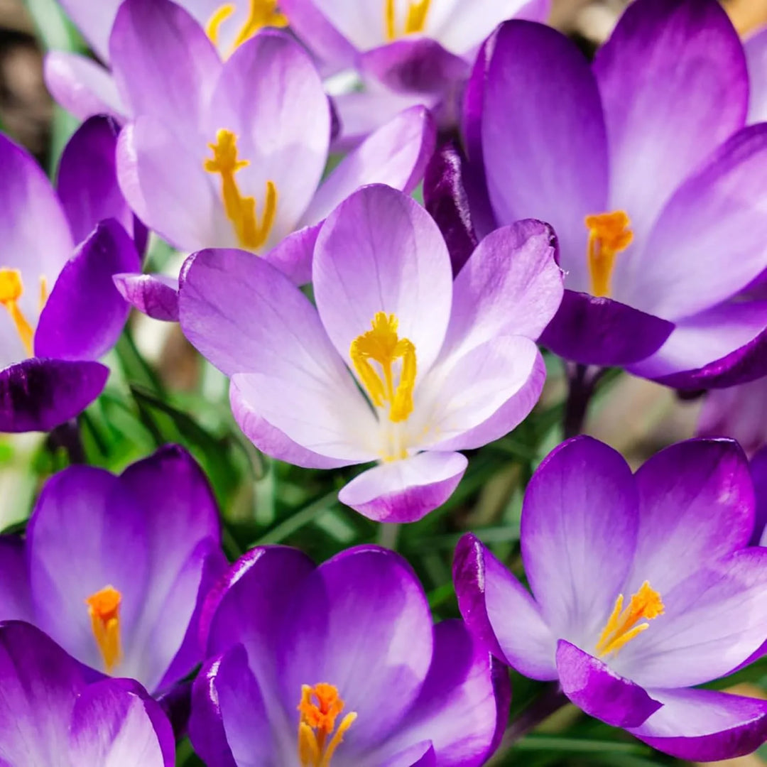 Efterårskrokusblomsterfrø til plantning - 100 stk