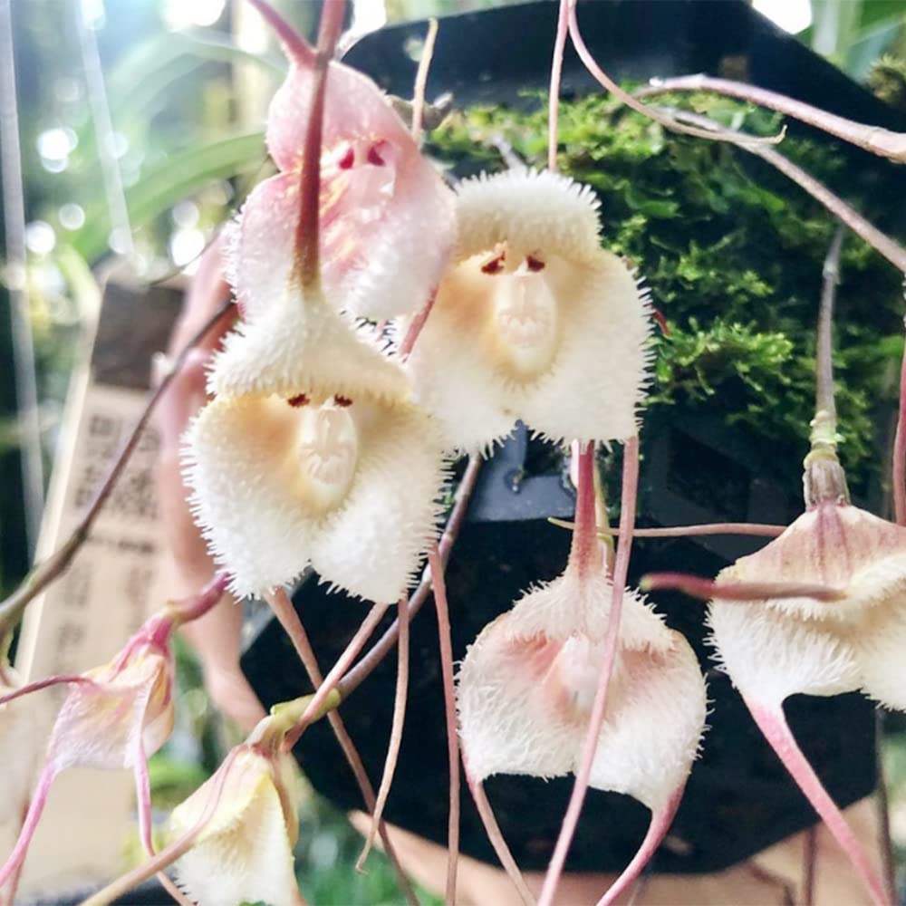 Heirloom Peach Monkey Face Orchid Seeds – Non-GMO, High Germination Unique Orchid Seeds for Home Garden Planting