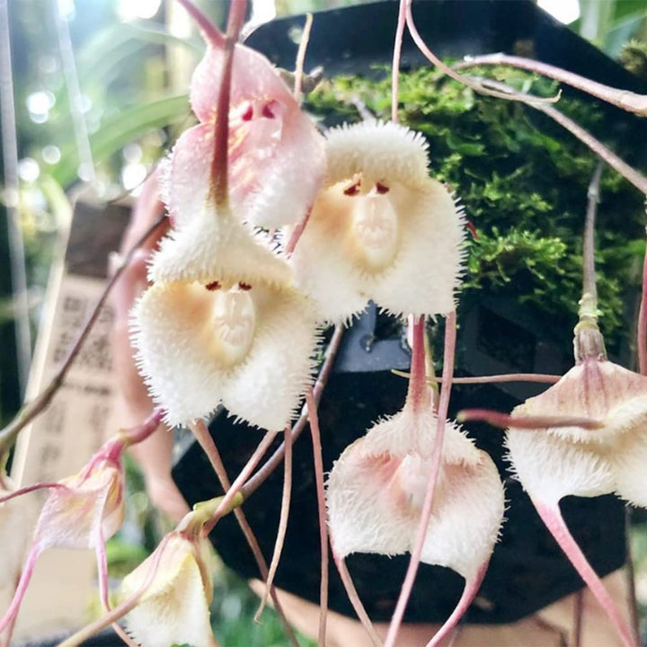 Heirloom Peach Monkey Face Orchid Seeds – Non-GMO, High Germination Unique Orchid Seeds for Home Garden Planting