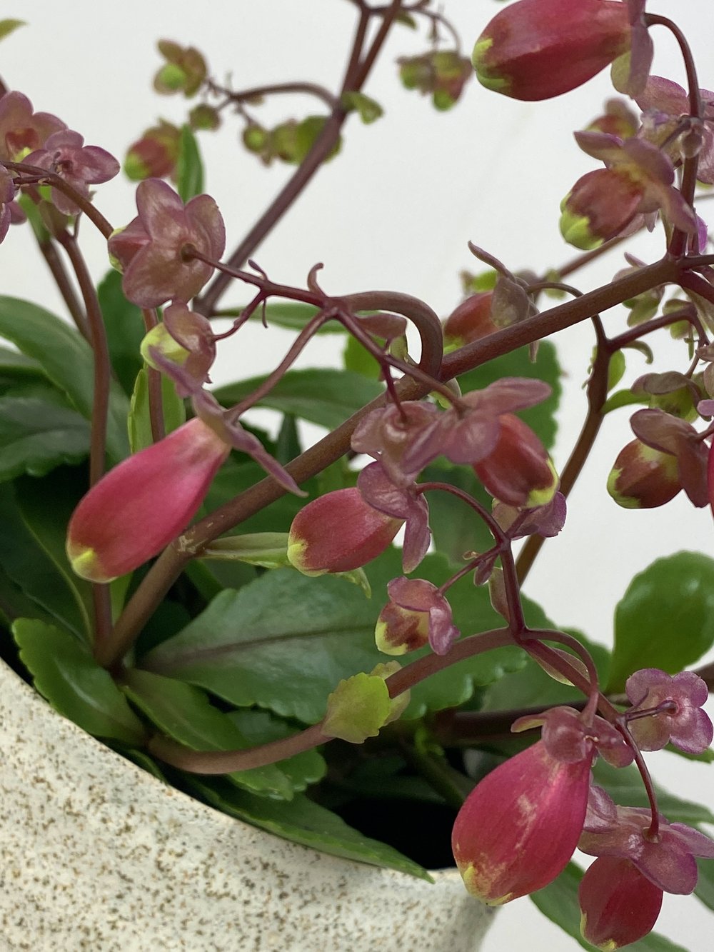 Heirloom Kalanchoe Wendy Flower Seeds, Non-GMO Charming Succulent Blooms for Garden Planting