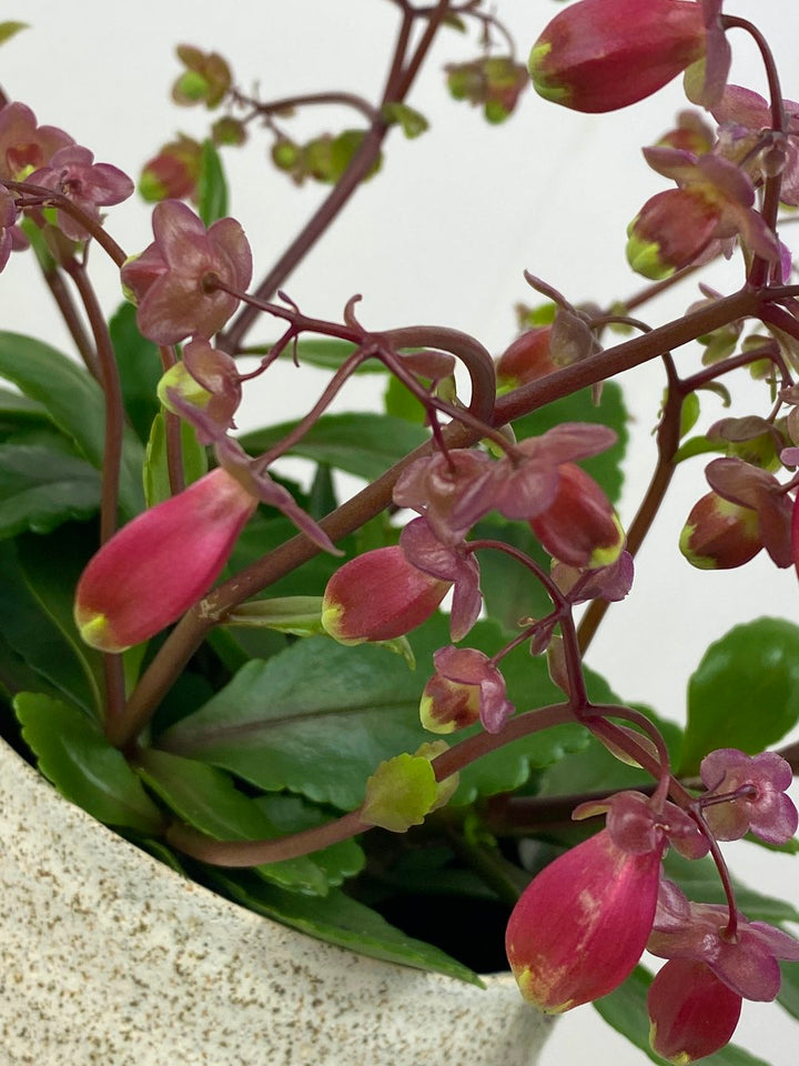 Heirloom Kalanchoe Wendy Flower Seeds, Non-GMO Charming Succulent Blooms for Garden Planting