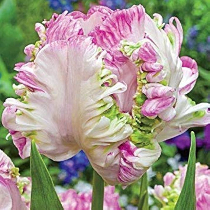 Heirloom Non-GMO Tulpe-Birnen Flower Seeds for Spring Garden Planting and Colorful Landscape