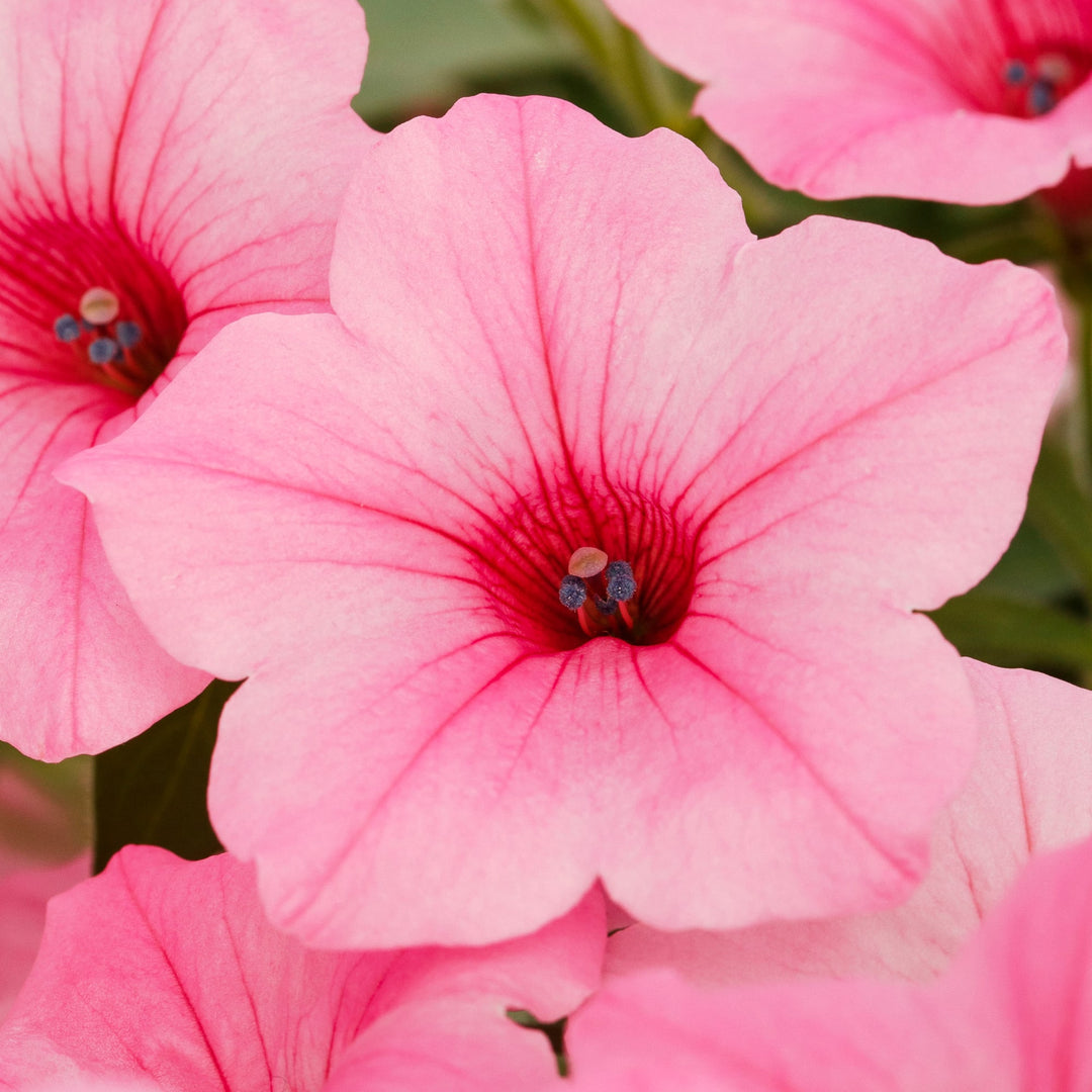 Lyserød petunia kronblade Blomsterfrø til plantning - 100 stk