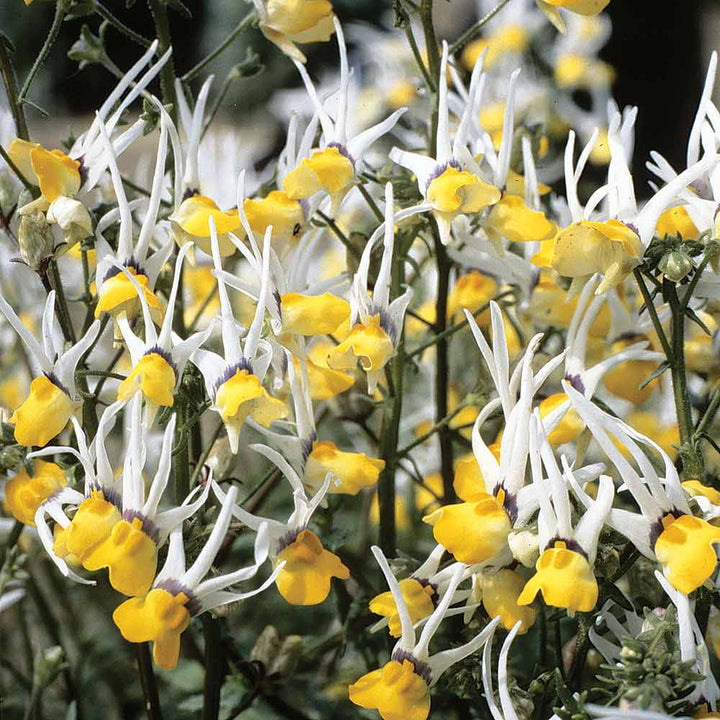 Heirloom Non-GMO Mixed Nemesia Masquerade Flower Seeds for Colorful Garden Display Planting