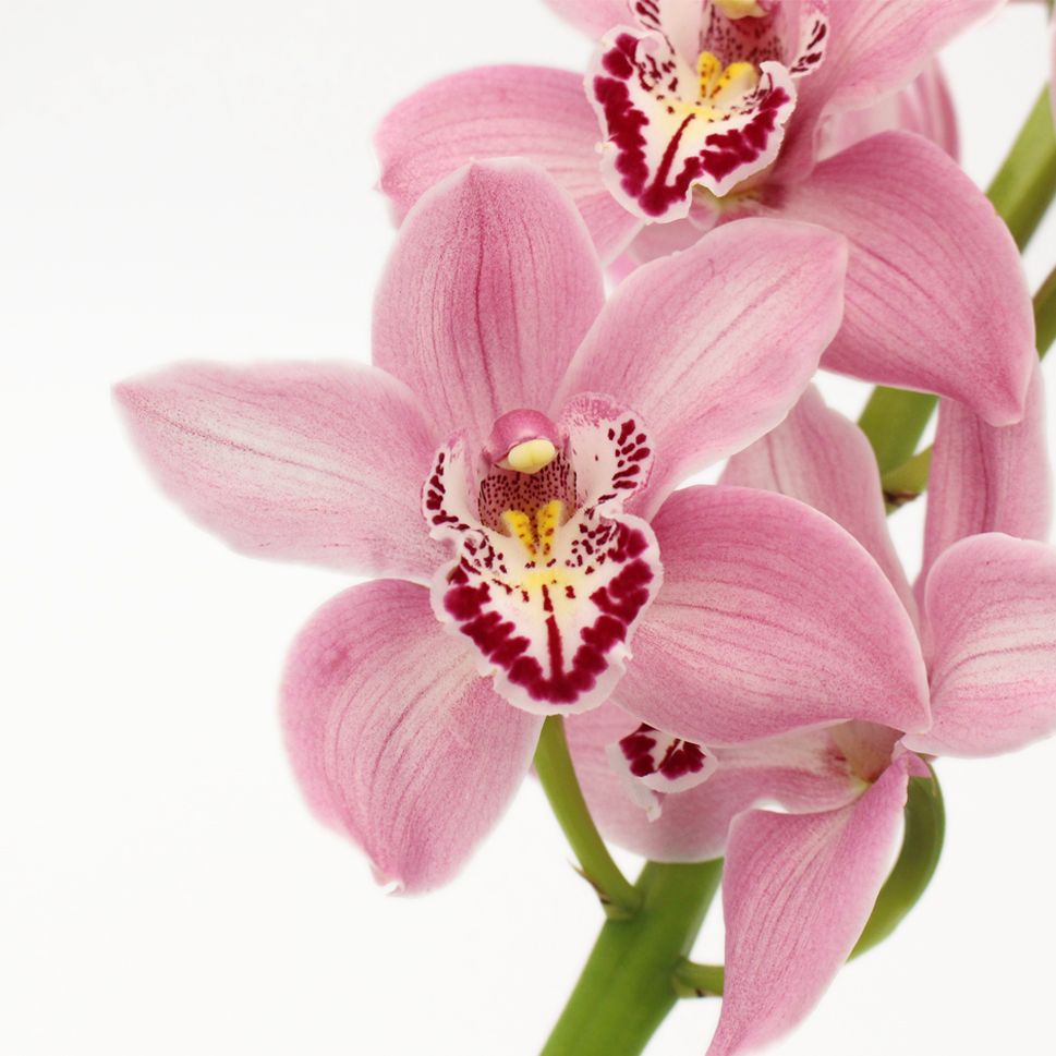 Pink Cymbidium orkidéfrø til plantning - 100 stk