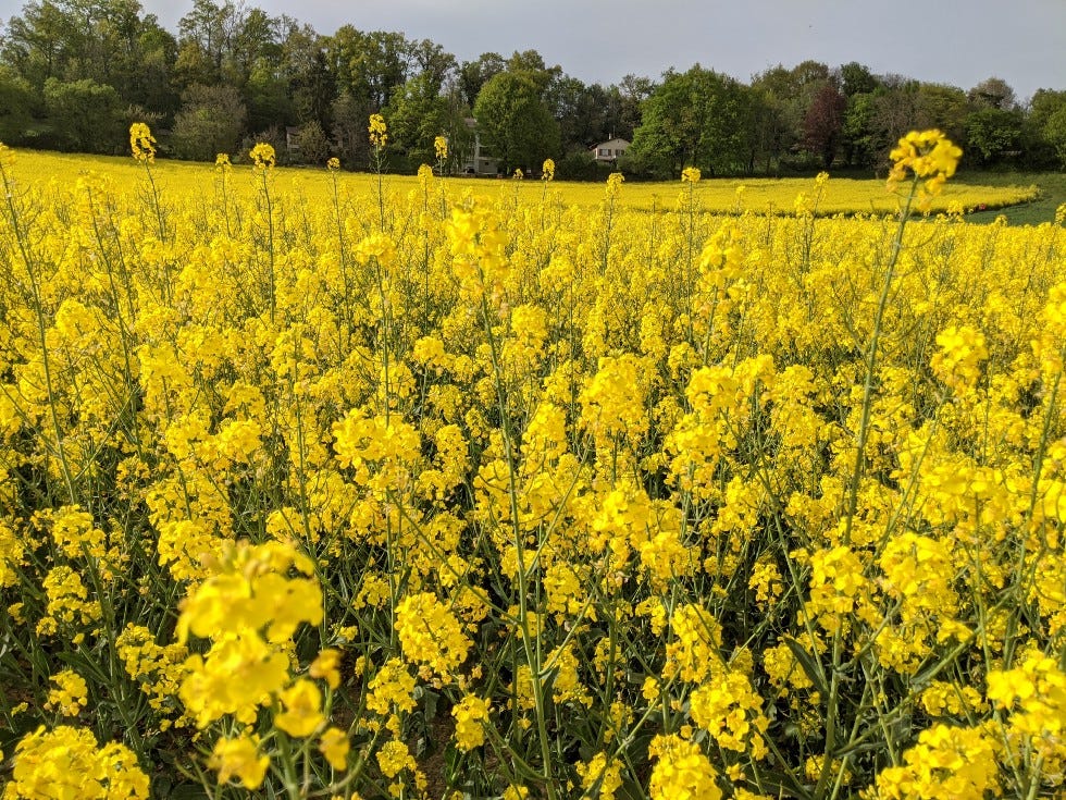 Rapsblomsterfrø til udplantning - 100 stk