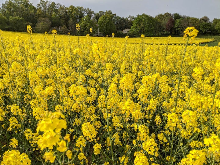 Rapsblomsterfrø til udplantning - 100 stk