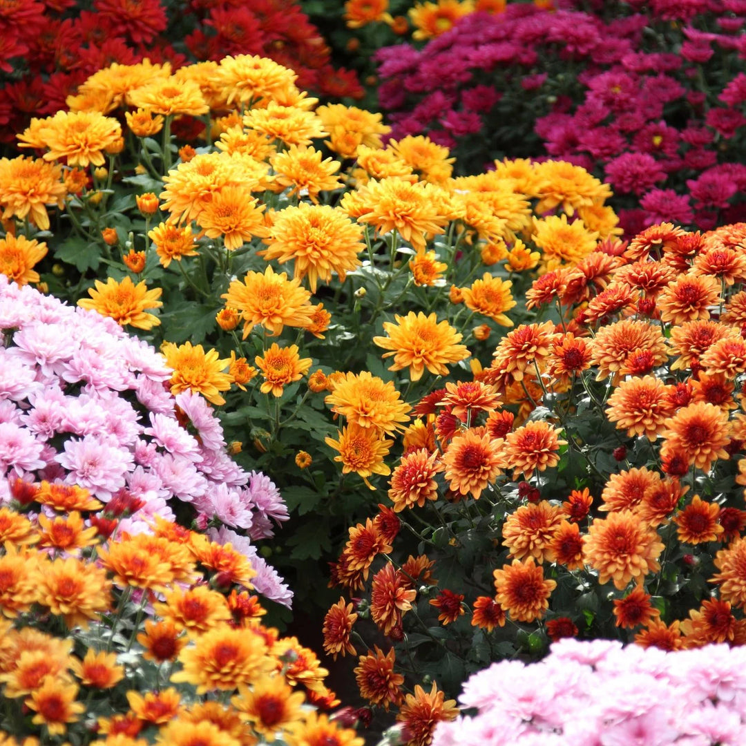 Heirloom Non-GMO Chrysanthemum Flower Seeds – Fall Color Blooms for Garden Planting