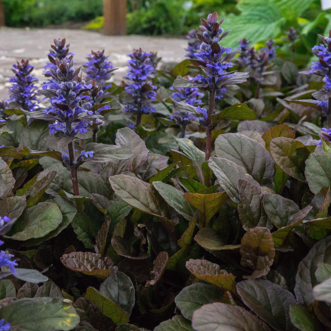 Ajuga Flower Seeds for Planting 100 pcs