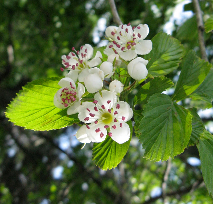Crataegus Flower Seeds – Heirloom Non-GMO Hawthorn Seeds for Hardy Ornamental Garden Hedges