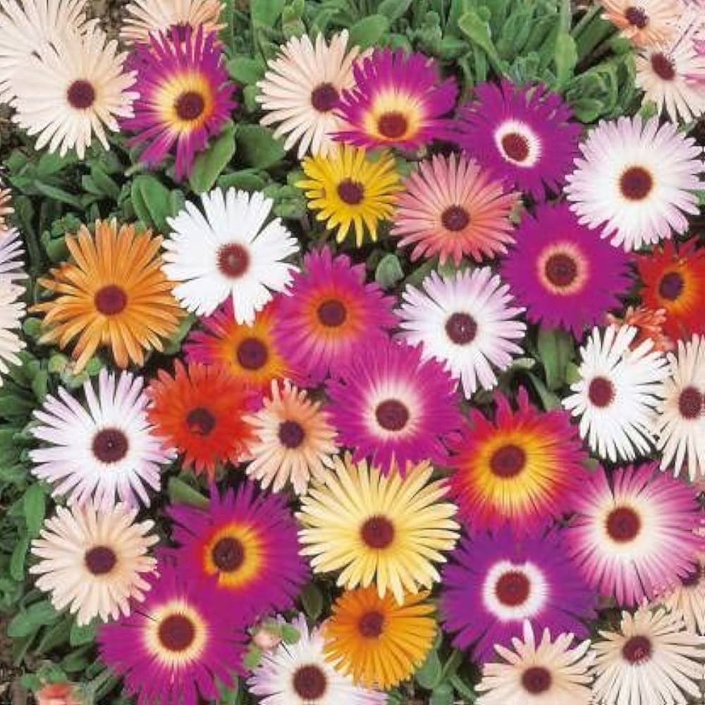 Mixed Ice Plant Flower Seeds for Planting - 100 pcs