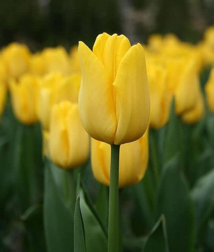 Yellow Tulip Flower Seeds for Planting, Bright Color, 100 pcs