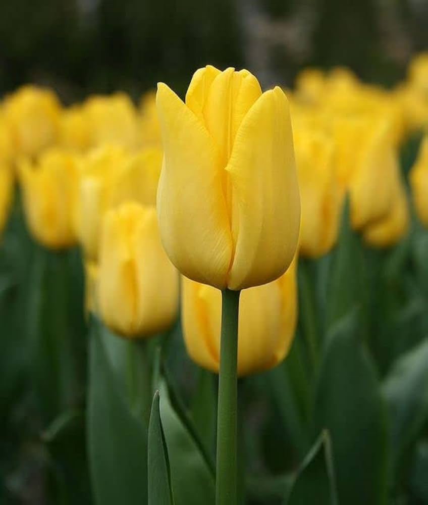 Light Yellow Tulip Seeds for Planting - 100 pcs