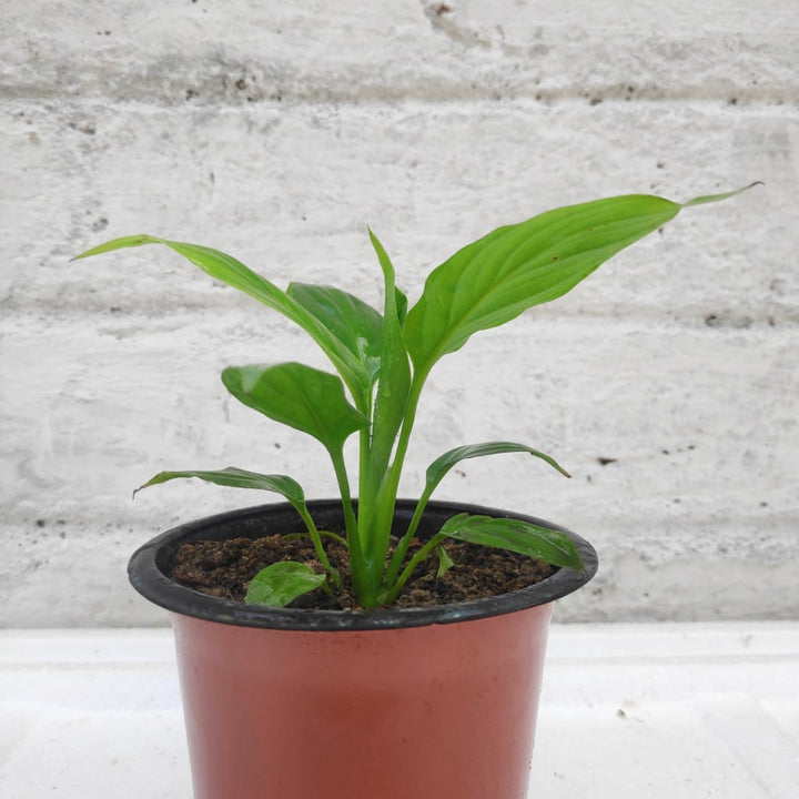 Grønne Spathiphyllum plantefrø til udplantning - 100 stk