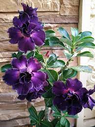 Adenium Obesum Flower Seeds Purple for Planting 100 pcs