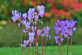 Purple Dodecatheon Flower Seeds for Planting, 100 pcs