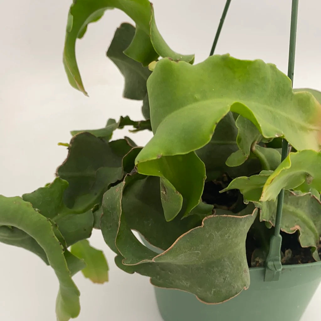 Grønne Epiphyllum frø til plantning - 100 stk