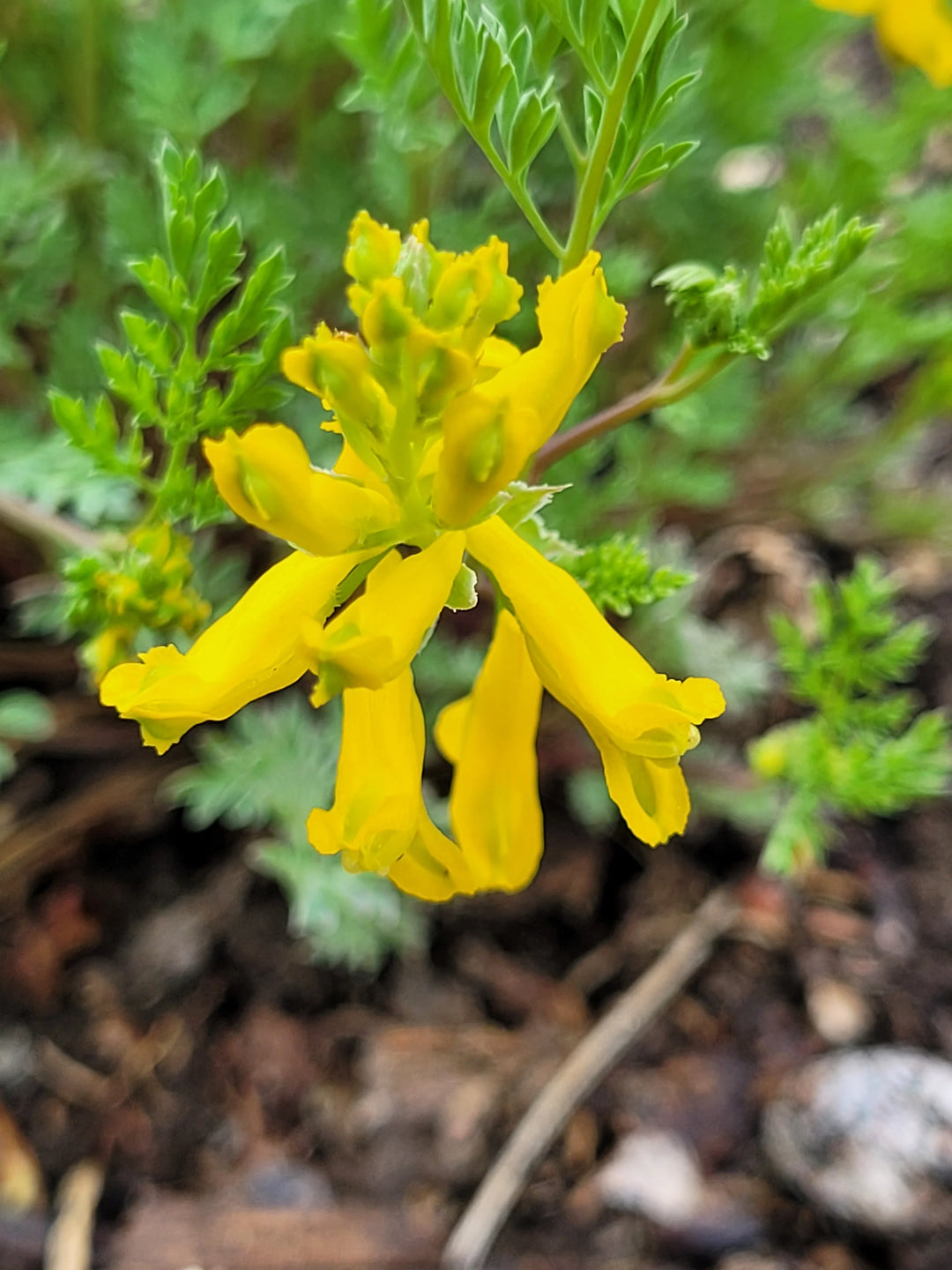 Yellow Corydalis Flower Seeds for Planting - 100 pcs