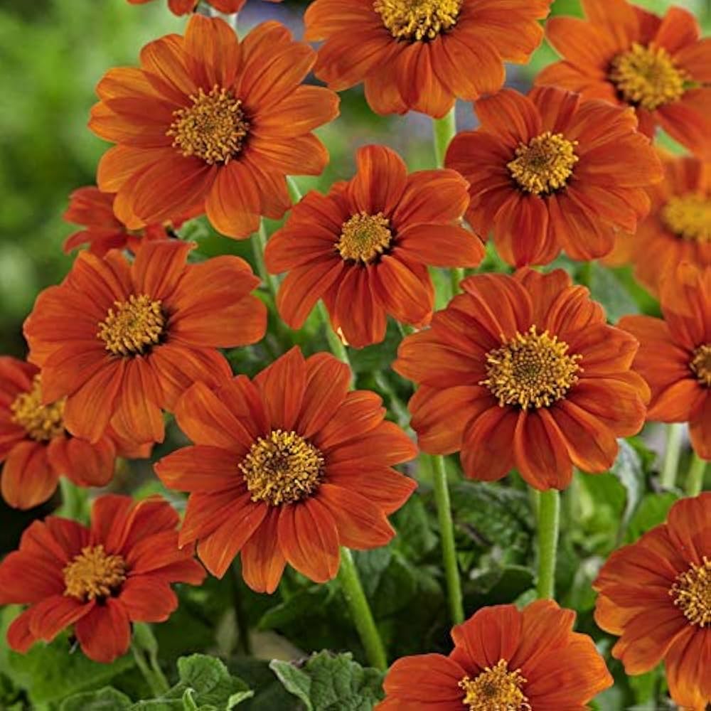 Heirloom Mexican Flower Seeds, Non-GMO Vibrant Blooms for Colorful Garden Planting