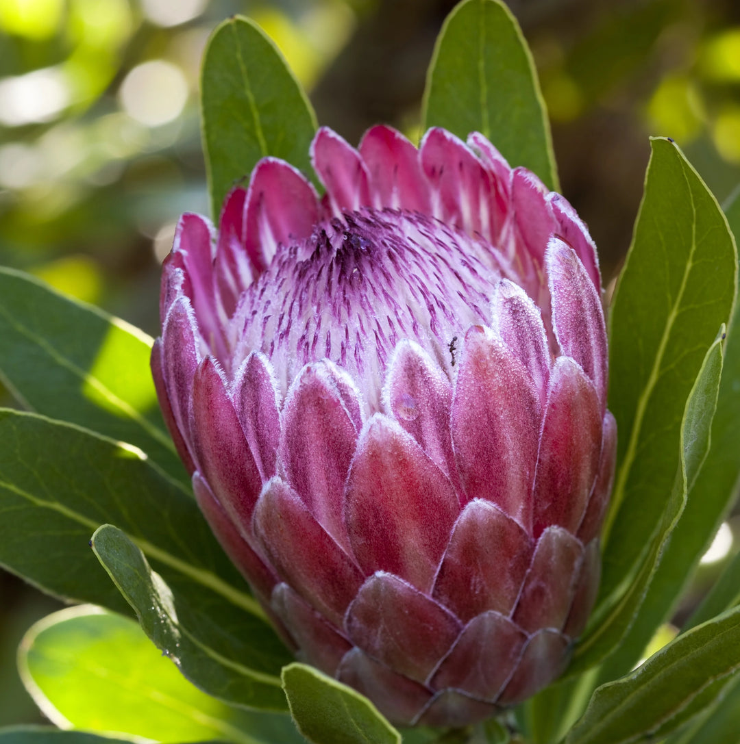 protea plant seeds Organic Pink Protea Flower Seeds for Planting – Heirloom, Non-GMO – Neeraseeds