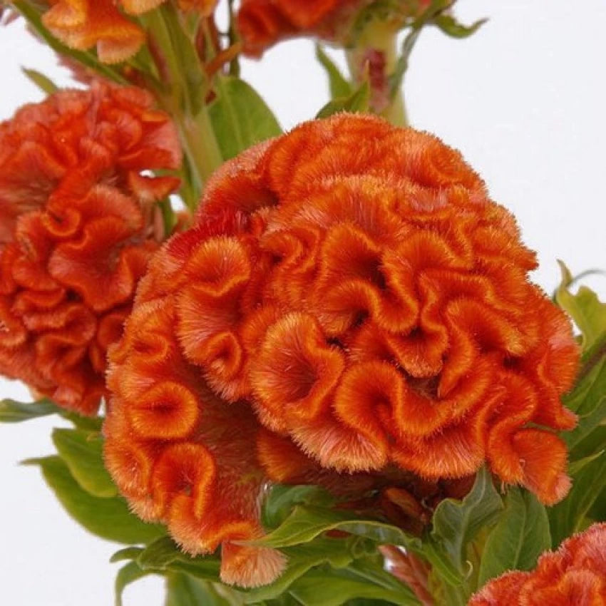 Orange Celosia Flower Seeds, Heirloom, Non-GMO Seeds for Planting