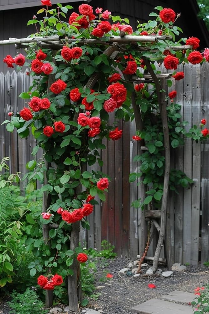 Dark Red Climbing Rose Flower Seeds for Planting - 100 pcs