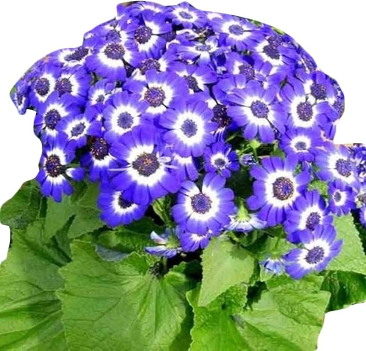 Blue Bellis Perennis Seeds for Planting - 100 pcs