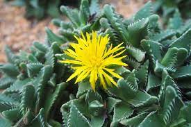 Yellow Faucaria Tigrina Plant Seeds for Planting - 100 pcs