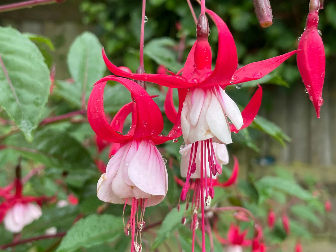 Heirloom Non-GMO Fuchsia Flower Seeds – Vibrant Hanging Baskets & Garden Planting