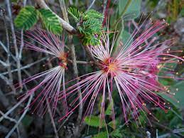 Pink Calliandra Eriophylla plantefrø til plantning - 100 stk