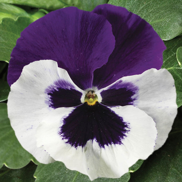 Purple White Pansy Seeds for Planting | Heirloom, Non-GMO, Organic Charming Blooms