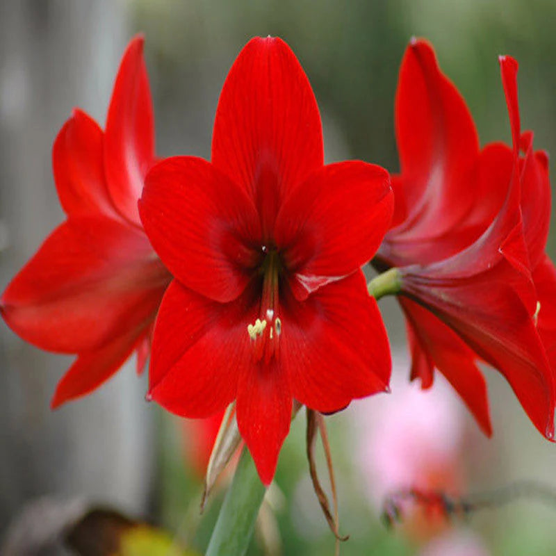 Petunia Blomsterfrø til Plantning Rød 100 stk