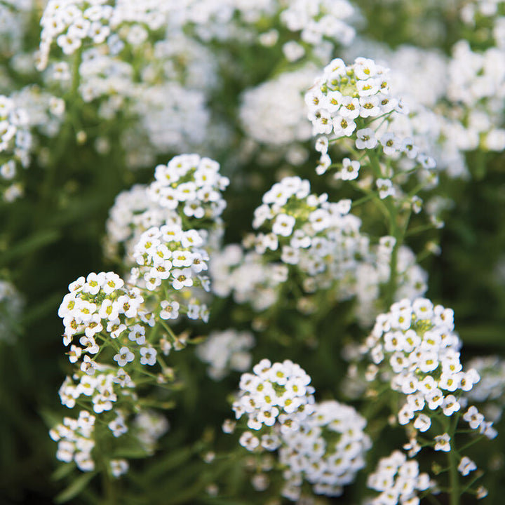 Heirloom Non-GMO Lobularia Flower Seeds for Fragrant Ground Cover and Cottage Garden Planting