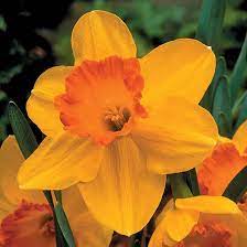 Orange Yellow Daffodil Flower Seeds for Planting - 100 pcs