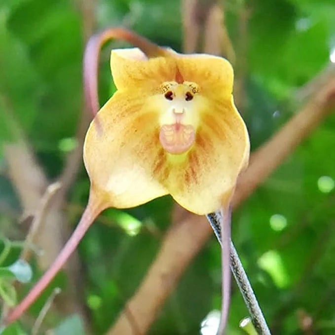 Non-GMO Yellow Monkey Face Orchid Flower Seeds for Planting - Heirloom Seeds for Home Garden