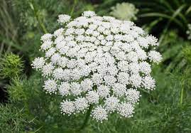 White Bishops Flower Seeds for Planting, 100 pcs