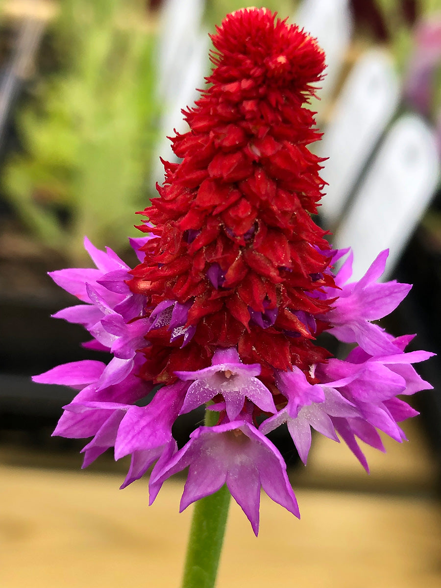 Pink Vialii Flower Seeds – Heirloom Non-GMO Primula Seeds for Striking Garden Borders