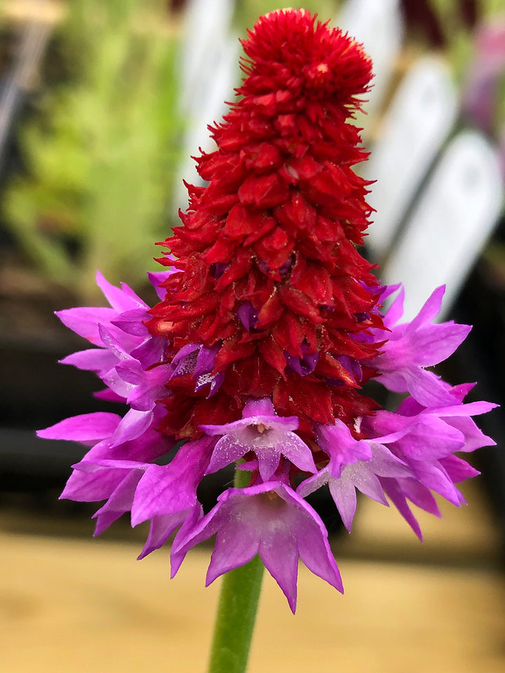 Pink Vialii Flower Seeds – Heirloom Non-GMO Primula Seeds for Striking Garden Borders