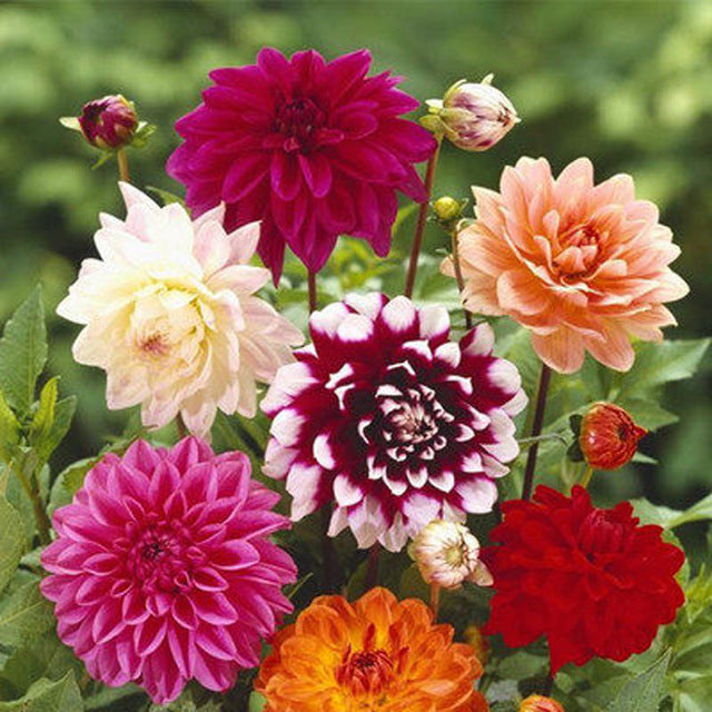 Mixed Color Flower Seeds for Planting - 100 pcs