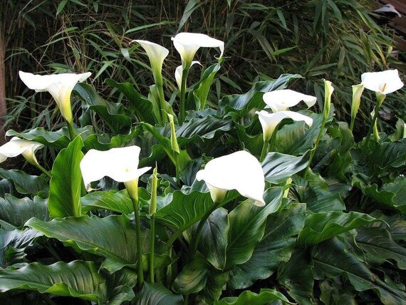 White Zantedeschia Aethiopica Flower Seeds for Planting - 100 pcs