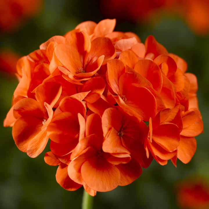 Orange Pelargonium Flower Seeds for Planting – Heirloom, Non-GMO, Vibrant Garden Blooms