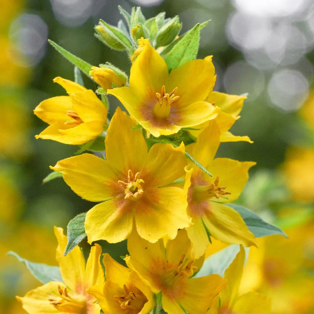 Gule Lysimachia Punctata blomsterfrø til udplantning, 100 stk