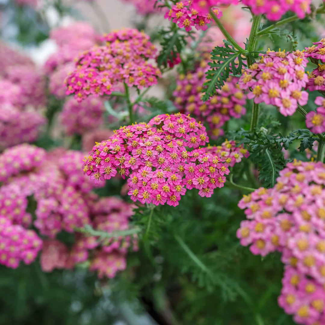 Heirloom Pink Yarrow Flower Seeds for Planting – Non-GMO, Vibrant Color Blooms