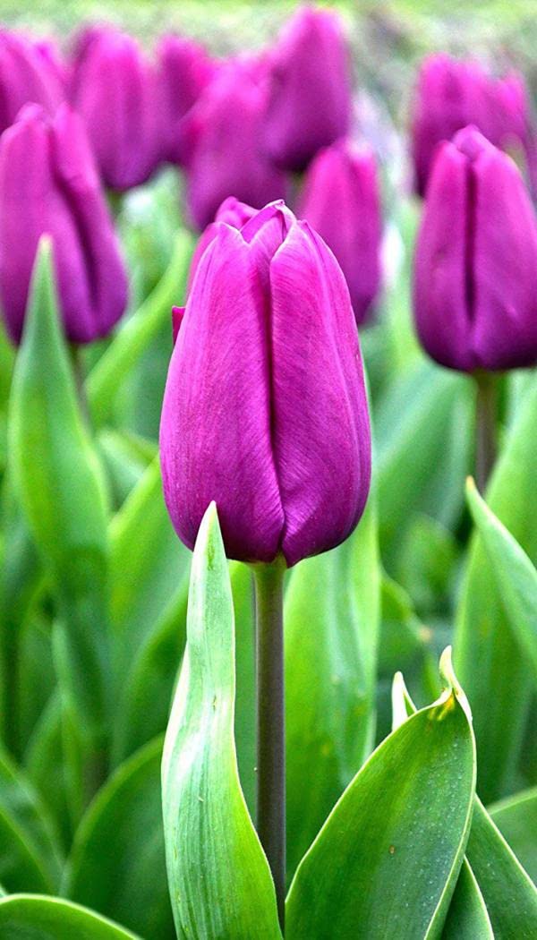 Aroma Tulip Flower Seeds for Planting - 100 pcs