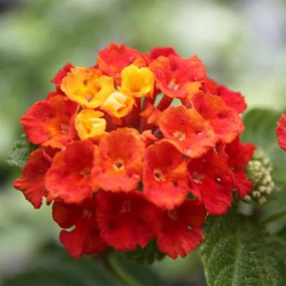 Wandelrose Blomsterfrø til udplantning, 100 stk