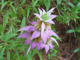 Monarda Punctata Flower Seeds Purple for Planting 100 pcs