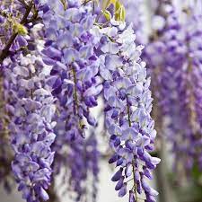 Mix Wisteria Flower Seeds for Planting - 100 pcs