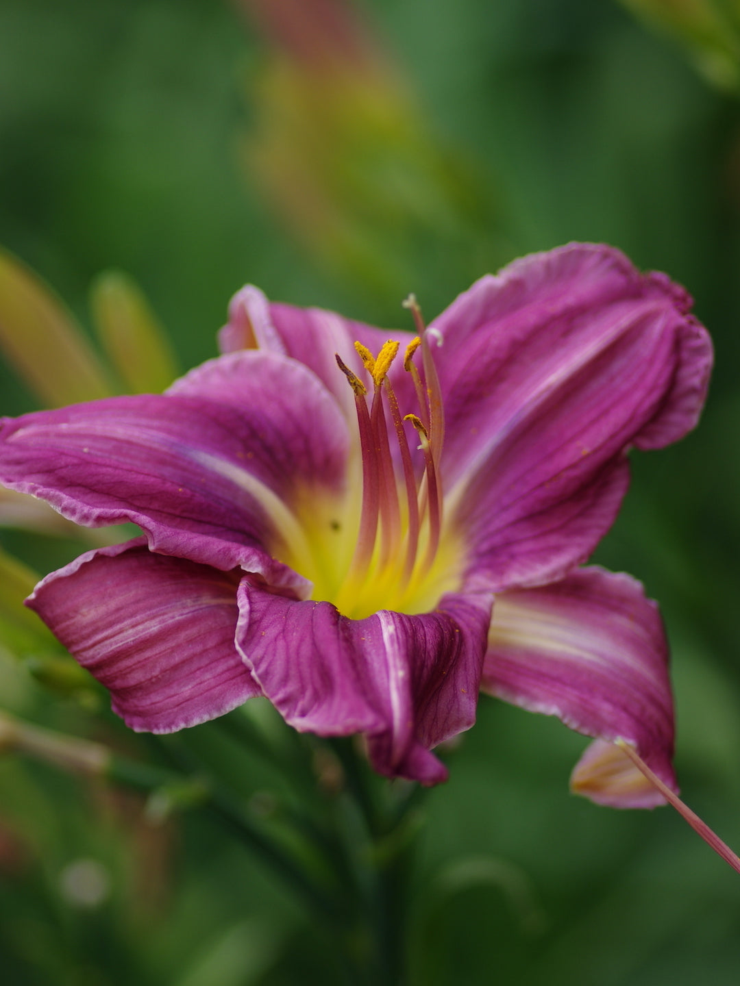 Blå Hemerocallis blomsterfrø til udplantning - 100 stk