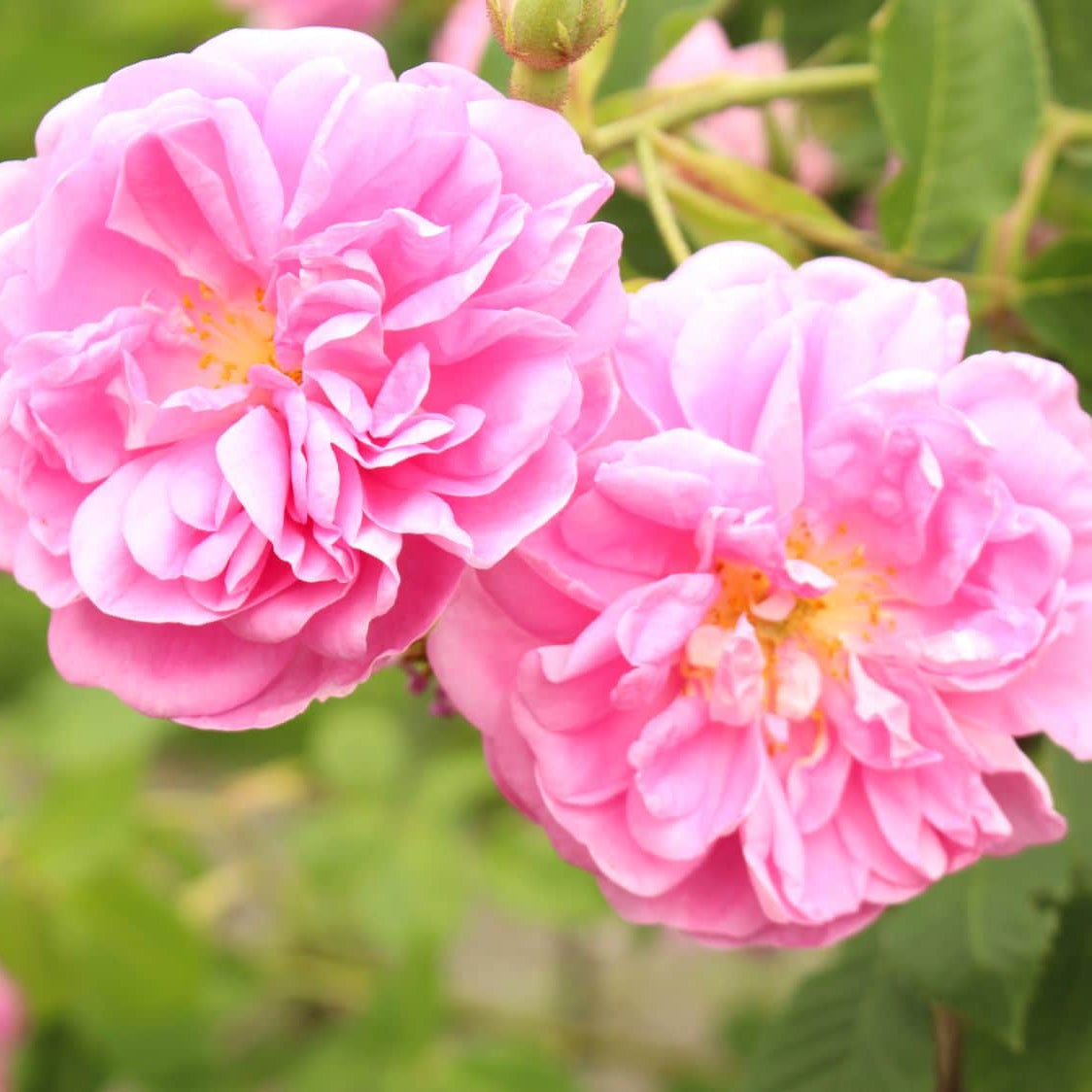 rosa damascena seeds for sale Rosa Damascena Seeds for Planting – Organic, Heirloom, Non-GMO Aromatic Flower Seeds