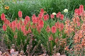 Red Kniphofia Plant Seeds for Planting - 100 pcs